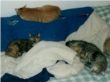 sofa cats