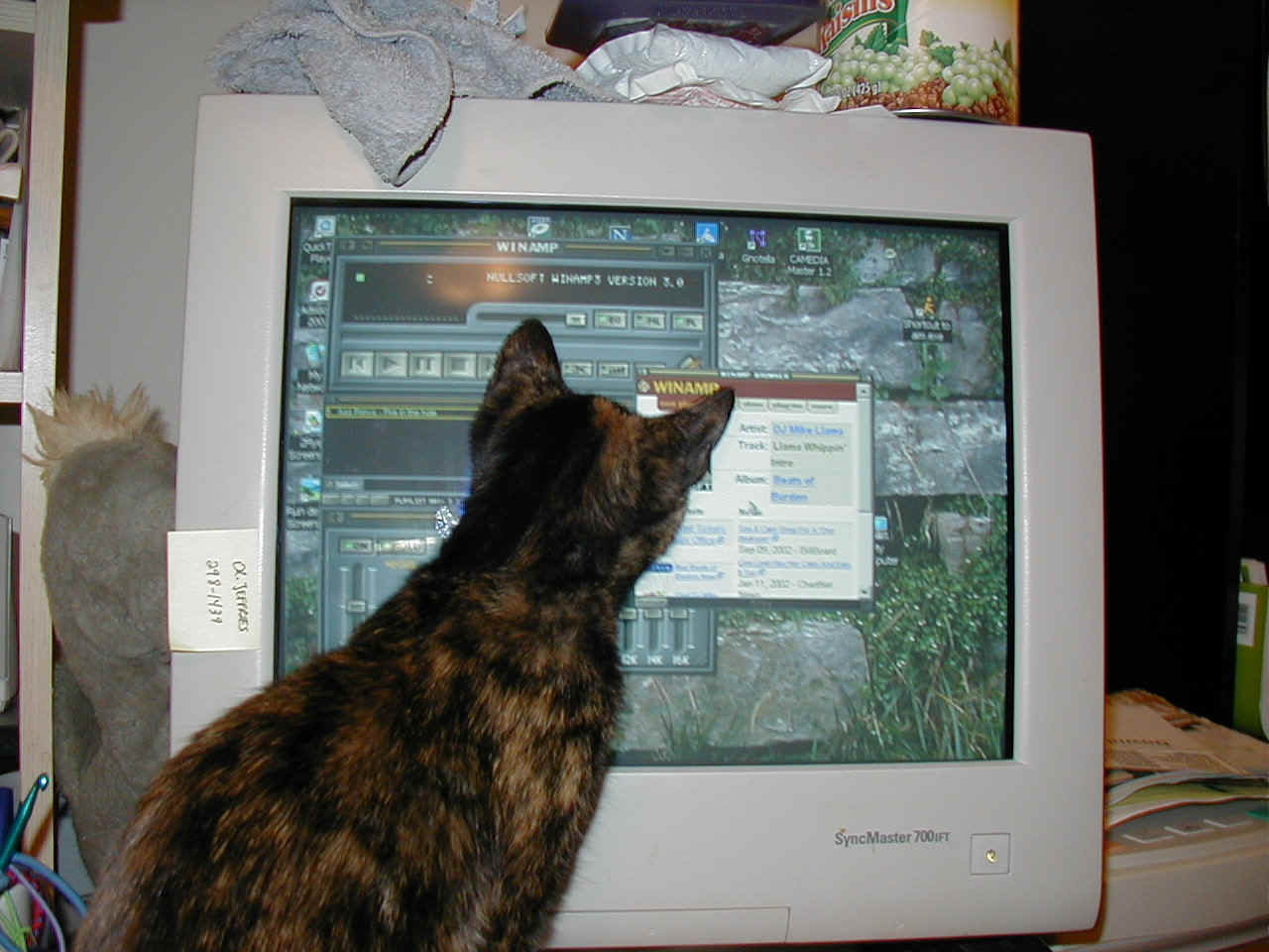 squeek and computer.JPG (231255 bytes)