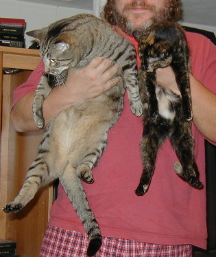 CatWeek Kitty Cat Comparo